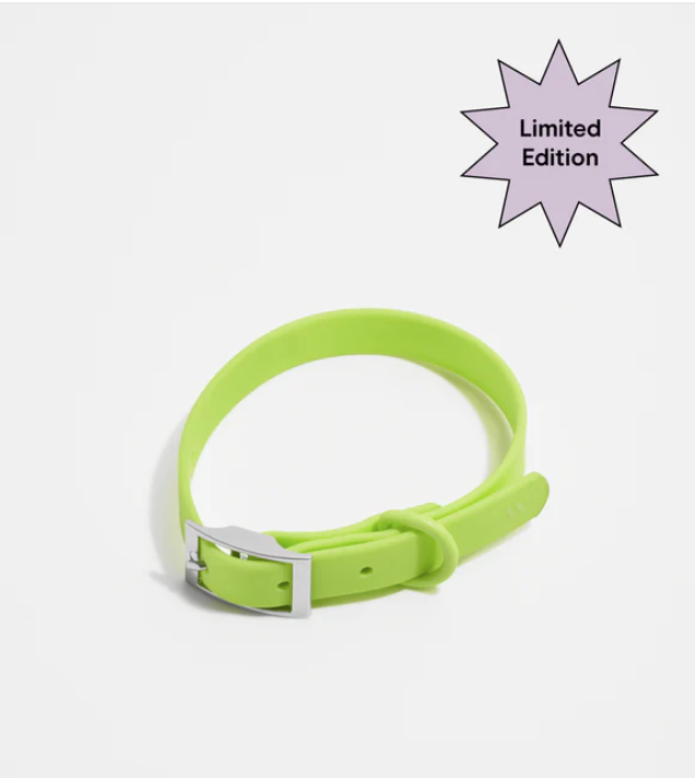 Wild One Collar - X Small - Limeade **Limited Edition**